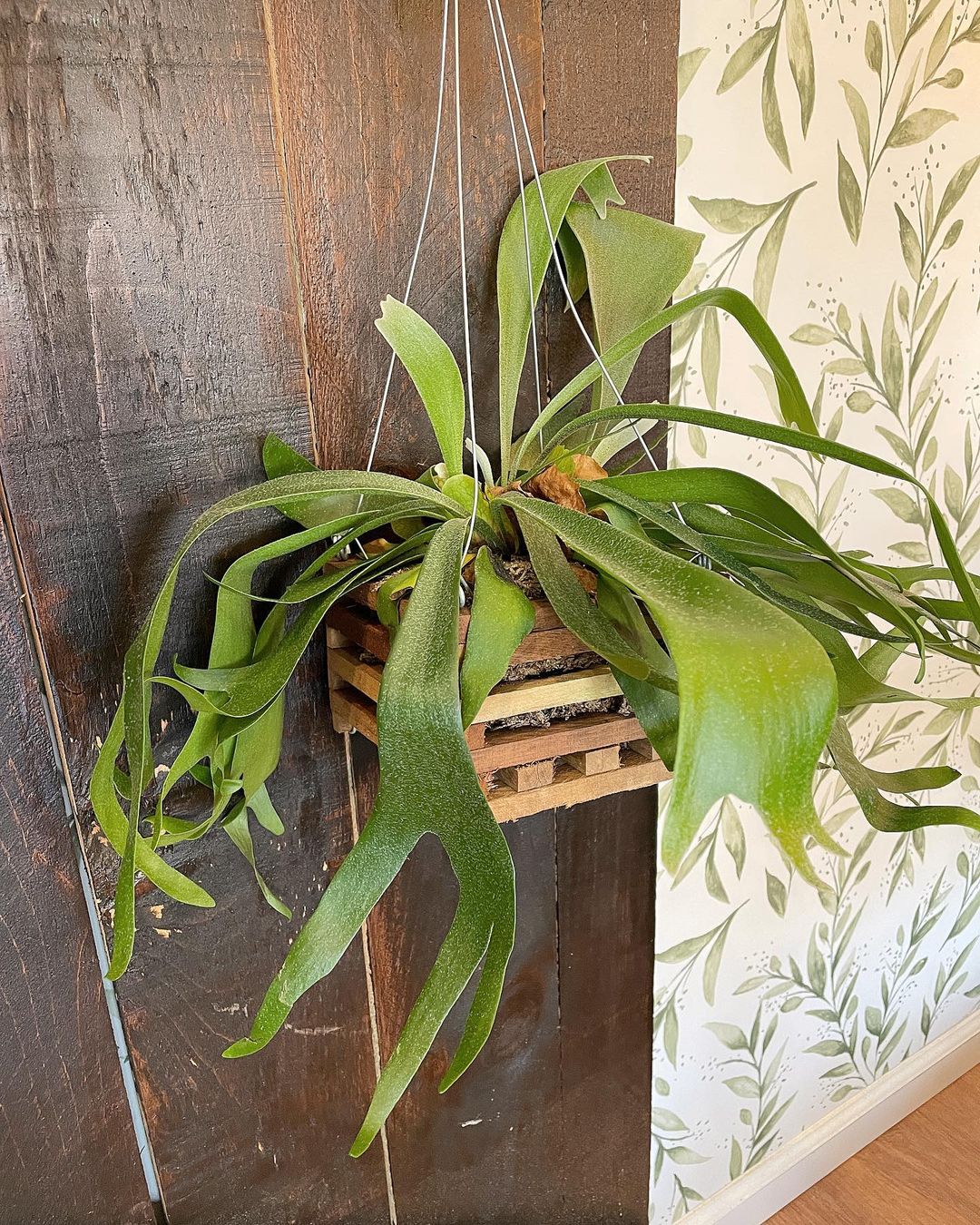 Staghorn Fern 4