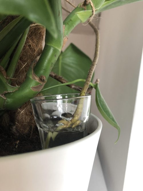 Monstera Plants 2