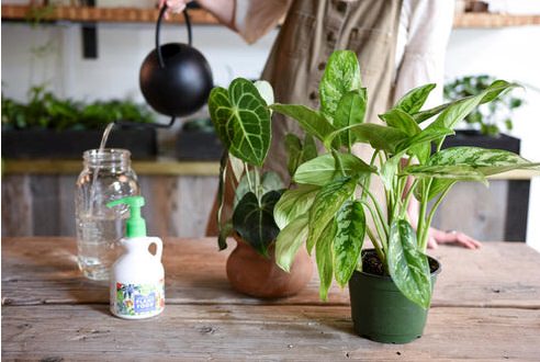 You'll Be Surprised to Know About These Things that Indoor Plants Love 3