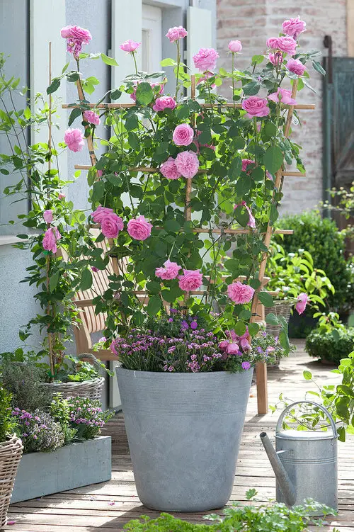 Growing Roses Vertically in Pots