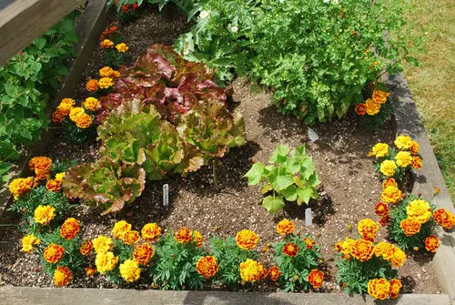 Flowering Plants You Should Plant in a Vegetable Garden 8