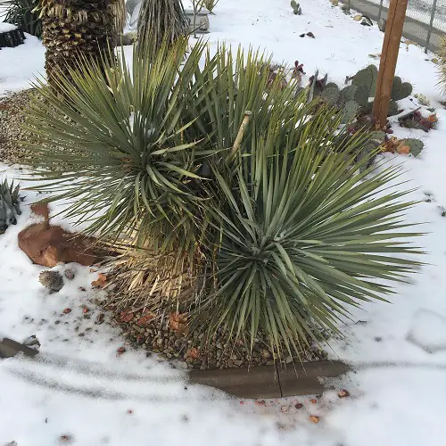 top Cold Hardy Succulents for Winters