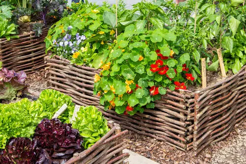 Flowering Plants You Should Plant in a Vegetable Garden 11