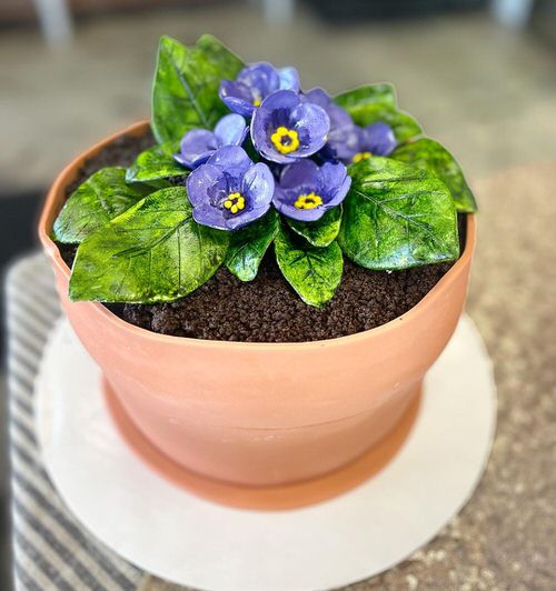 Best Plants for Living Room 28