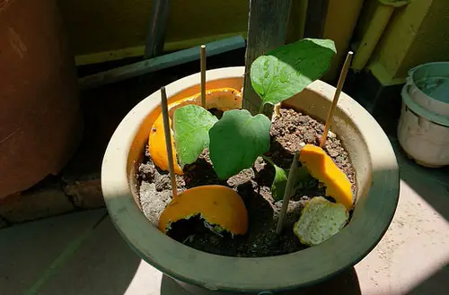 Anti-Pest Hack with Orange Peels 07
