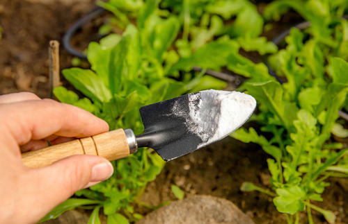 How to Kill Plant Fungus with Baking Soda 2