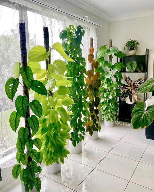 Colorful Interior Ideas with Beautiful Houseplants 12