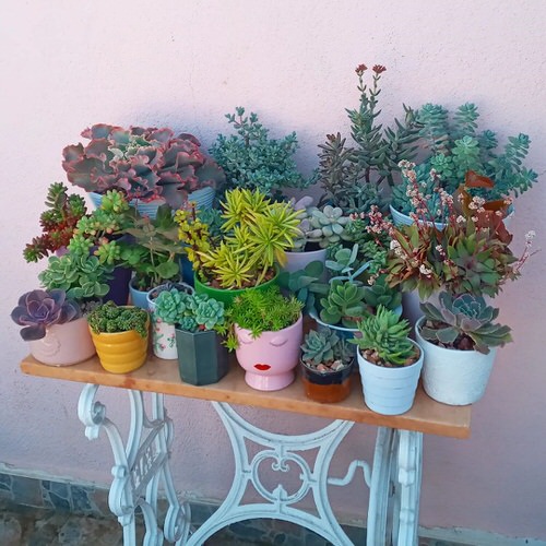 Colorful Interior Ideas with Beautiful Houseplants 20