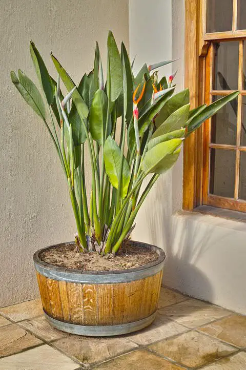 Best Indoor Plants for Every Room of Your House 5