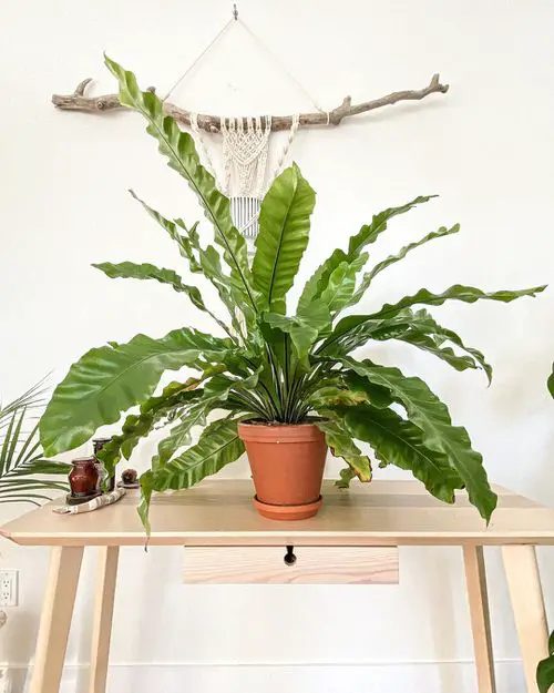 Bird's Nest Fern Care 01