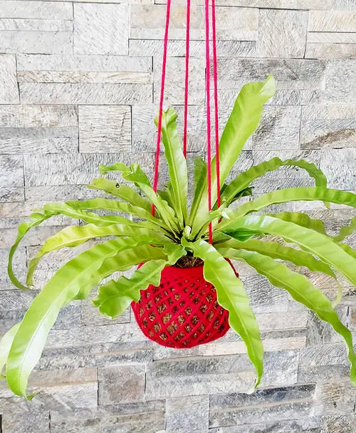 Best Pot Size for Bird's Nest Fern