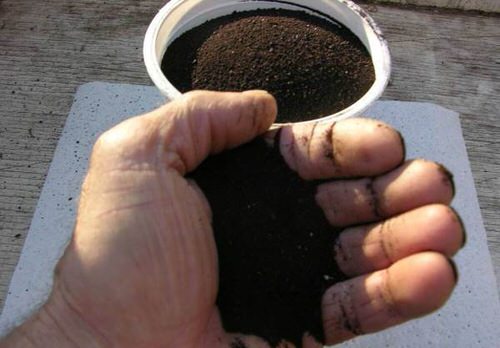 Put these 10 Things in Your Rose Planting Hole for More Flowers 8