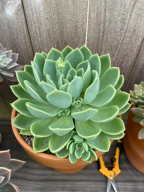 Echeveria Varieties that Grow Bigger and Fuller 2