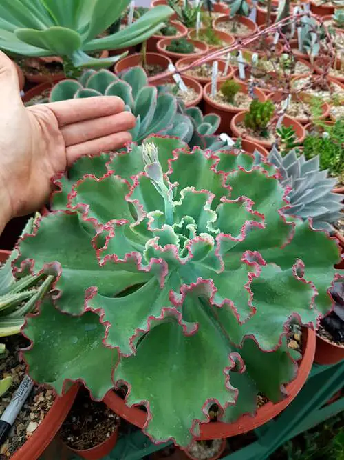 Echeveria Varieties that Grow Bigger and Fuller 5