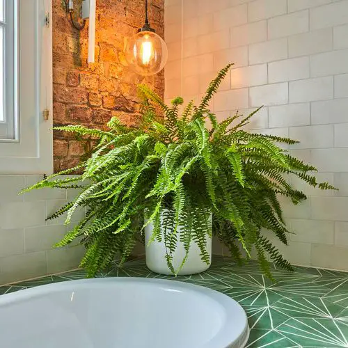 Best Indoor Plants for Every Room of Your House 44