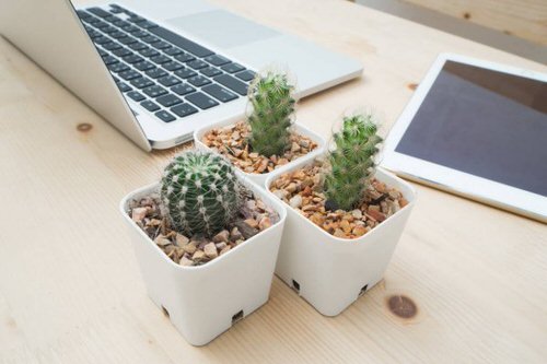 Best Indoor Plants for Every Room of Your House 36