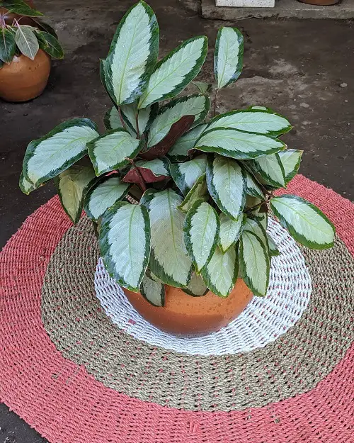 best Houseplants with Amazing Foliage that are Tricolour