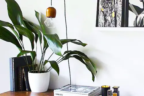 Best Plants for Living Room 30