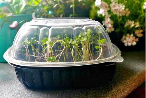 Easy DIY Seedling Greenhouse Idea 6
