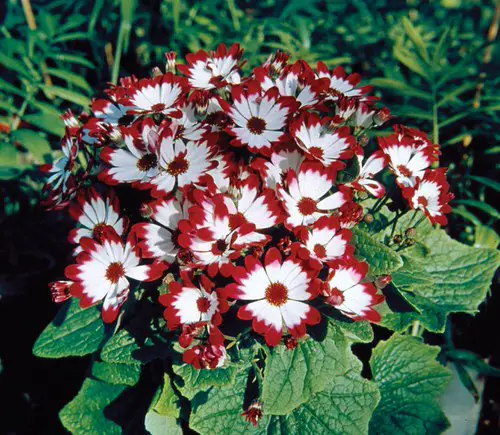 Best Daisy Like Flowers 8