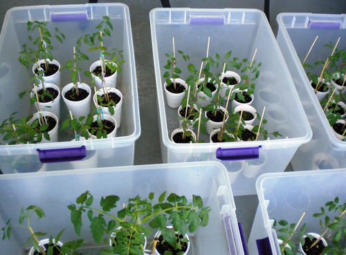 Easy DIY Seedling Greenhouse Idea 10