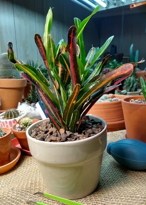 Tricolor Houseplants