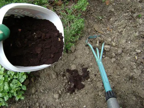 Put these 10 Things in Your Rose Planting Hole for More Flowers 5