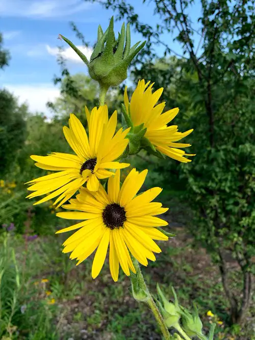 Best Daisy Like Flowers 15
