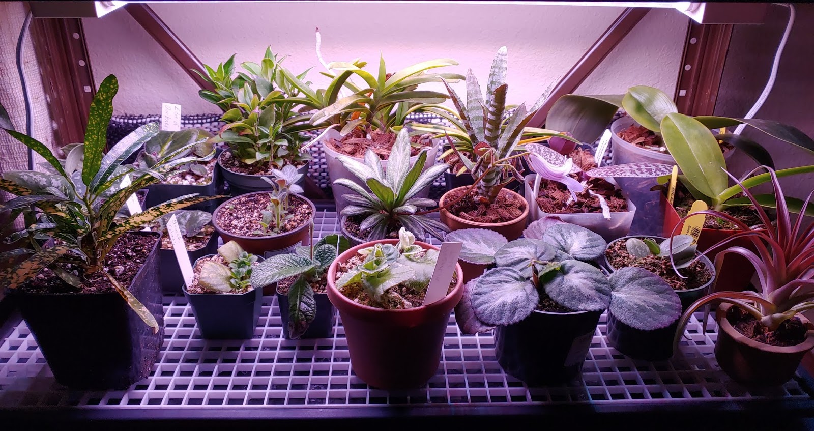 How to Make a Pebble Tray for Houseplants to Increase Humidity 5