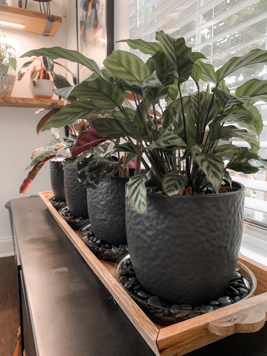 How to Make a Pebble Tray for Houseplants to Increase Humidity 3