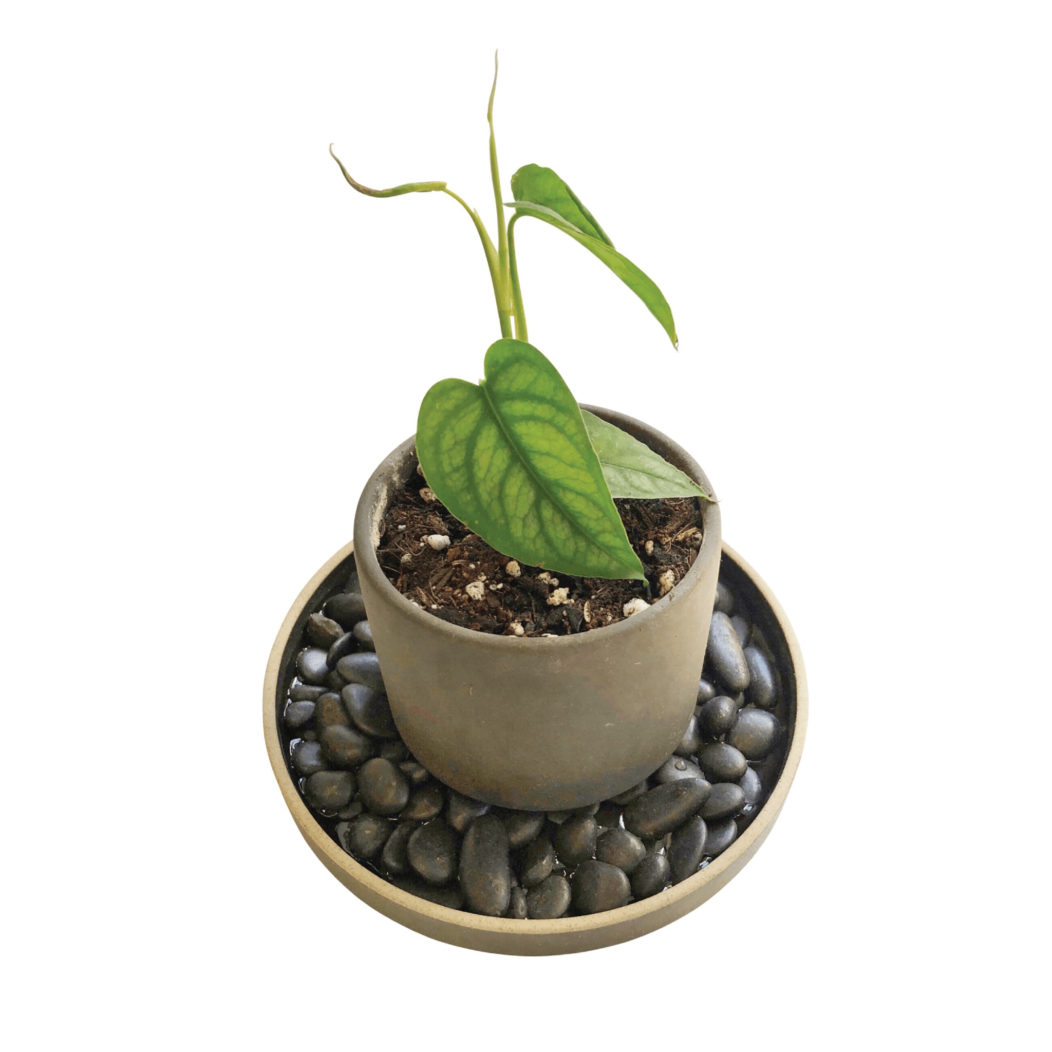How to Make a Pebble Tray for Houseplants to Increase Humidity 4