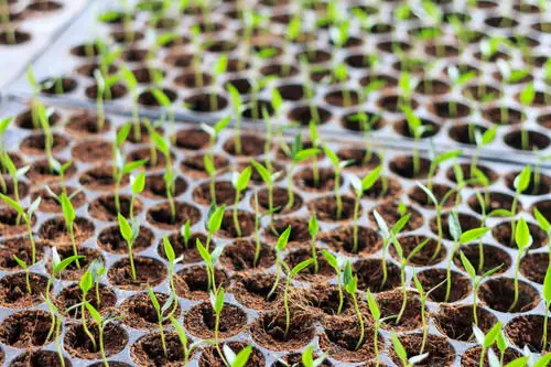Easy DIY Seedling Greenhouse Idea