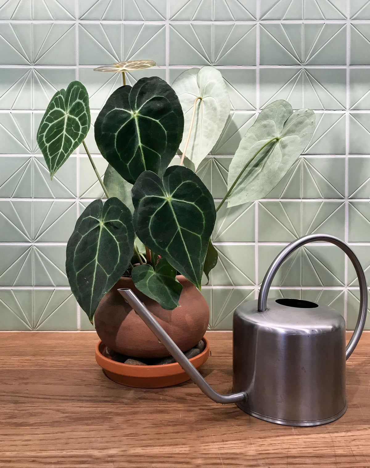 How to Make a Pebble Tray for Houseplants to Increase Humidity05