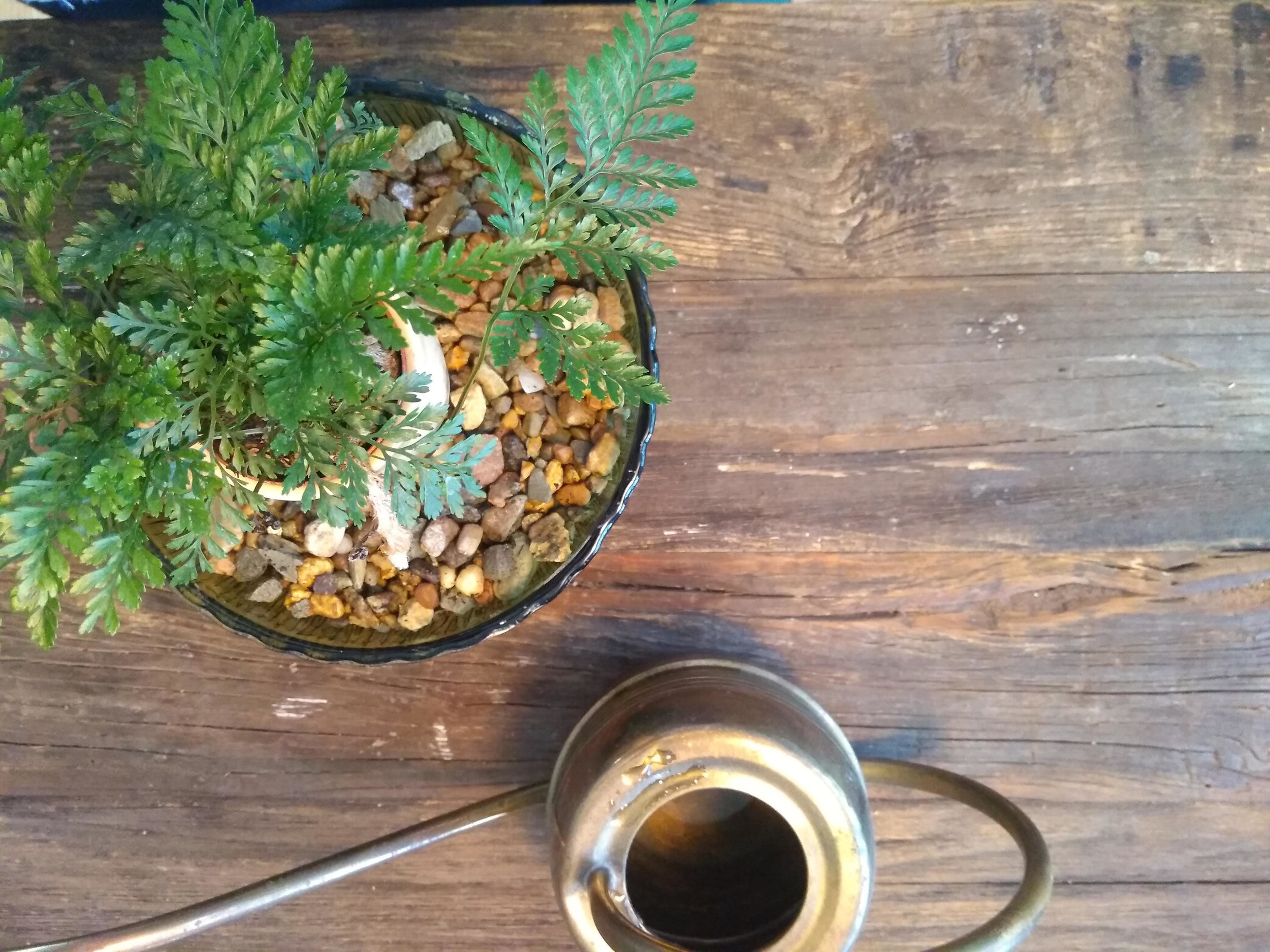How to Make a Pebble Tray for Houseplants to Increase Humidity 08