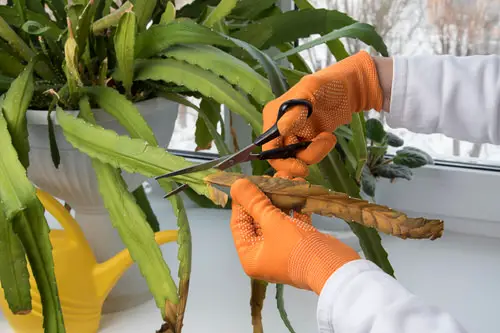 Tips for Reviving a Stunted Houseplant 3