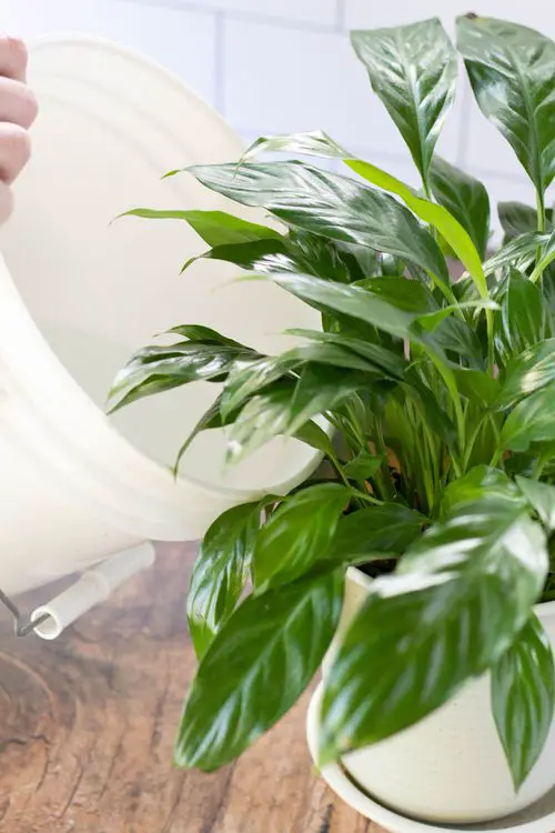 grow perfect bunch of peace lilies
