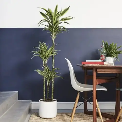 Best Plants for Living Room 06