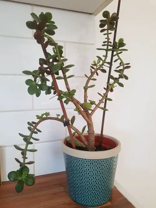 Crassula Ovata Problems & Solutions