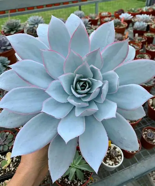 Echeveria Varieties that Grow Bigger and Fuller 6
