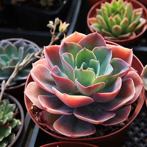 Echeveria Varieties that Grow Bigger and Fuller 3