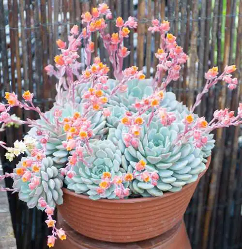 Echeveria Varieties that Grow Bigger and Fuller 7
