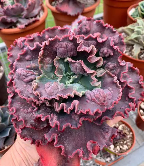Echeveria Varieties that Grow Bigger and Fuller 5