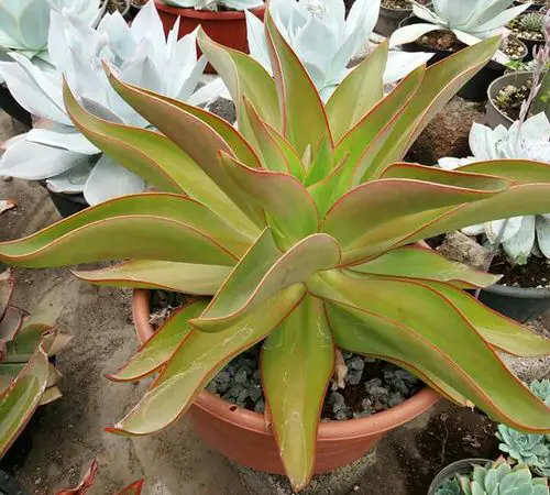 Echeveria dactylifera image