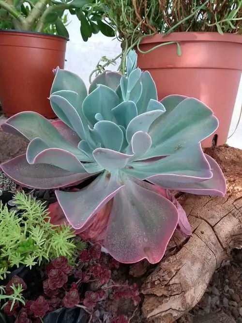 Echeveria Varieties that Grow Bigger and Fuller 4