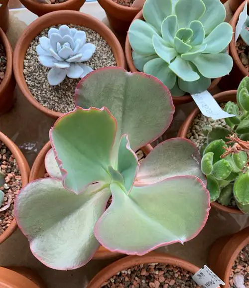 Echeveria Varieties that Grow Bigger and Fuller 8