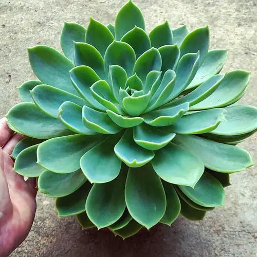 Echeveria Varieties that Grow Bigger and Fuller 8