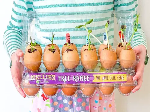 Easy DIY Seedling Greenhouse Idea 8