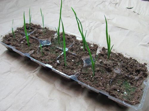 Easy DIY Seedling Greenhouse Idea 1