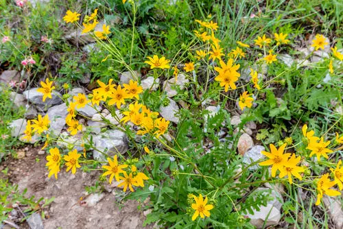 Best Daisy Like Flowers 18