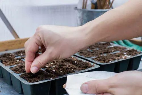 Improve Seed Germination